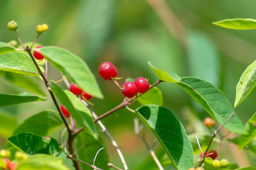 A close up of red berries with beautiful green plants blurred out in the background