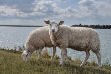 Sheep on Dutch dike