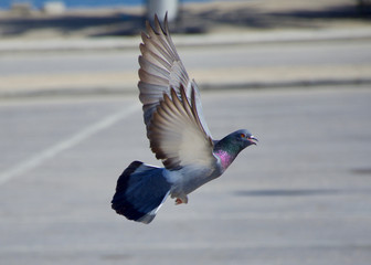 Rock pigeon or dove taking off flying through the air showing off it's colours.