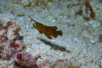 Juvenile Leaf Wrasse
