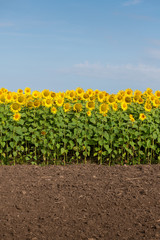 Fototapeta na wymiar Edge of Sunflowers Field