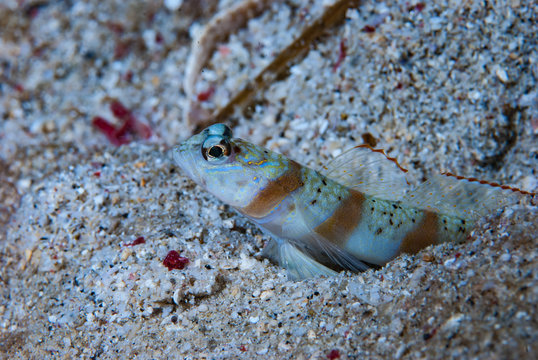 Eye-Brow Shrimp-Goby Amblyeleotris sp2