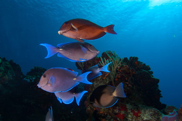 Blue Tang Surgeon fish Cozumel