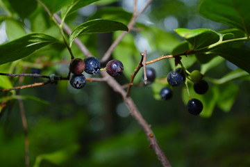 Fresh Organic Wild Lowbush Blueberries Ripening on Bush in the Forest