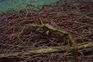 Mimic Mediterranean Crab