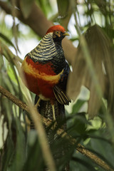 Golden Pheasant - Chrysolophus pictus, beautiful colorful pheasant from Asian forests and woodlands.