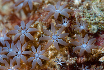 Soft Coral Polyps