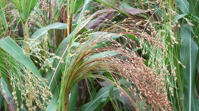 Cultivated proso millet in agricultural field