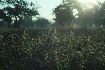 beautiful autumn foggy apple garden  in the sunrize/dewy meadow