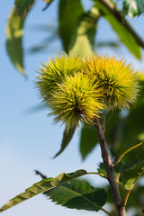 Close up view of chestnuts on a tree branch in summer or early autumn against blue sky in the garden. Hello autumn background. 