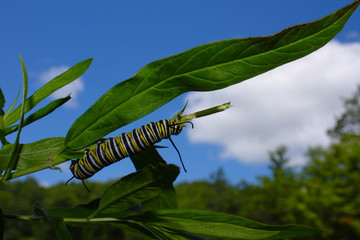 Striped Monarch Butterfly Caterpillar Crawling Across Swap Milkweed Stem Against Bright Blue Summer Sky With White Clouds