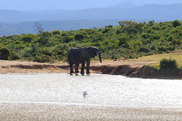 Elephant drinking water from waterhole