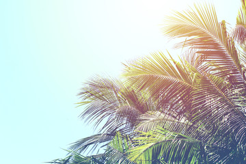 Coconut palm trees, summer background concept, vintage toned