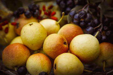 Still life pears and chokeberry