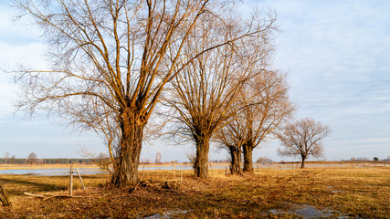 Rozlewiska w Dolinie Narwi © podlaski49