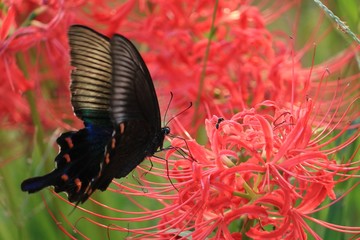 赤い彼岸花と蜜を吸っている蝶