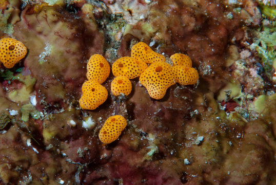 Colonial Orange Ascidians