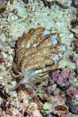 Solar Powered Nudi Phyllodesmius longicirrum