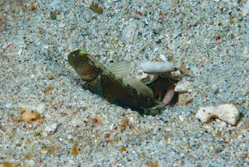 Black shrimp-goby Cryptocentrus fasciatus	