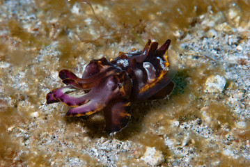 Flamboyant cuttlefish Metasepia pfefferi
