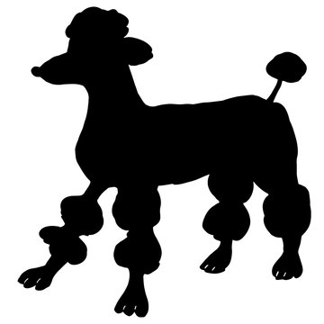 Clipped poodle black silhouette. Black lovely poodle contour. Show haircut, trimming dog. Graphic illustration with cute curly dog for posters, prints, covers, surface, notebook, design, banners