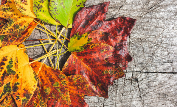 Close up view of colorful autumn leaves on an old rustic wooden table. Autumn composition or background. 