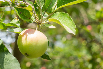 One green apple hanging on a tree