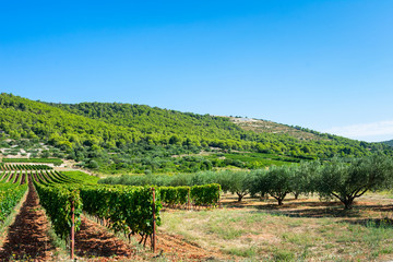 Fototapeta na wymiar Landscape view of beautiful green vineyards in hilly landscape in summer. Island Vis in Croatia, Europe.