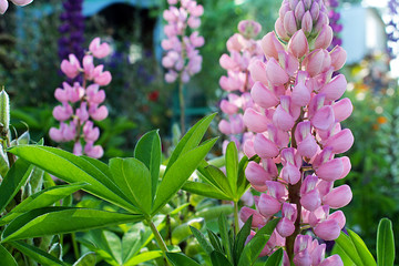 Lupine field with pink purple and blue flowers. Bunch of lupines summer flower background. Lupinus.
