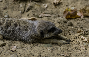 meerkat resting