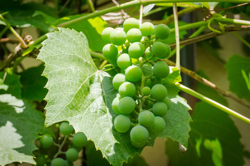 Bunch of green unripened grape wine