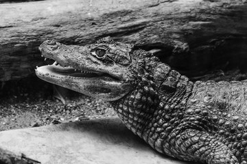 aligator