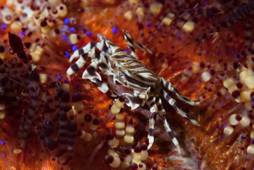 Zebra Urchin Crabs  Zebrida adamsii