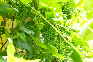 Grapevine with green grapes on brunches