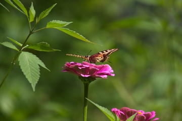 Machaon au Printemps