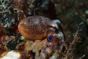 Mototi Octopus Octopus mototi