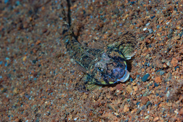 Grubfish Parapercis sp.