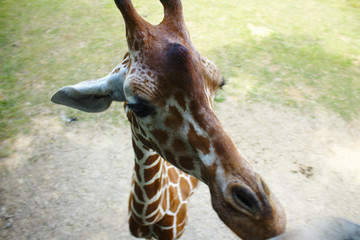 Close Up View of Giraffe Face From Above