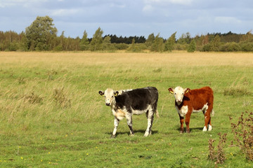 Grazing hereford cattle. Two calf. Amager, Copenhagen, Denmark, Scandinavia.