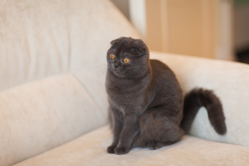 Scottish Fold Cat sitting on sofa at home