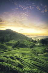 beauty of morning view at tea plantation during sunset sunrise. wave contour and surrounded by hill