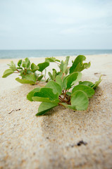 surfave level shoot, Beach morning glory or “Ipomoea pes-caprae”  isolated on sandy beaches. shalllow depth of field and selective focus