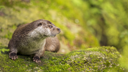 Close up Cute otter Lutra lutra on the great stone with brown wet fur looking at something. Wildlife picture of wild endangered animal in nature habitat. 