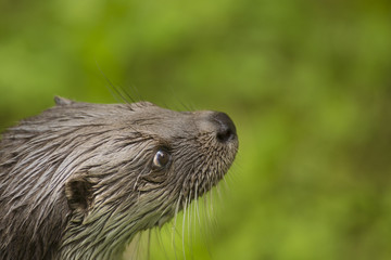 Close up Cute otter Lutra lutra on the great stone with brown wet fur looking at something. Wildlife picture of wild endangered animal in nature habitat. 