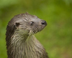 Close up Cute otter Lutra lutra on the great stone with brown wet fur looking at something. Wildlife picture of wild endangered animal in nature habitat. 