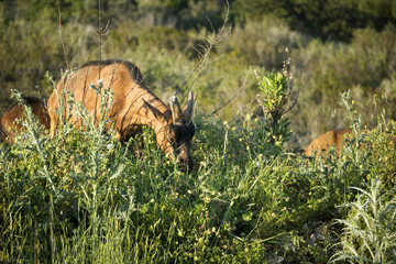 Brown goat on pasture with mediterranean wild plants eats at sunset, island Vis in Croatia