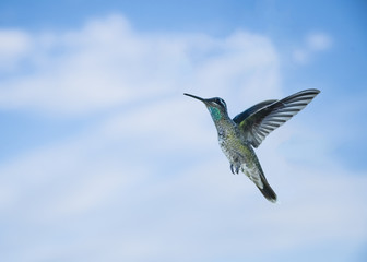 Blue-throated Hummingbird (Lampornis clemenciae) in Flight