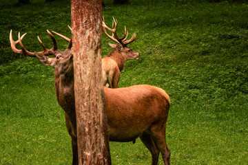 Two male red deer (Cervus elaphus) spotted in a forest in the Belgian Ardennes in the summer