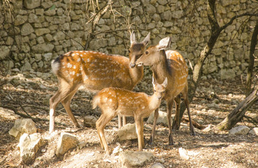 Family of deers in the nature in a park neer Montpellier