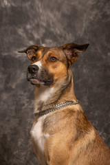 Hund 28